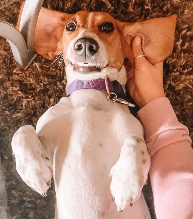 36 Basset Hound Mixes to Fall in Love with Right Now K9 