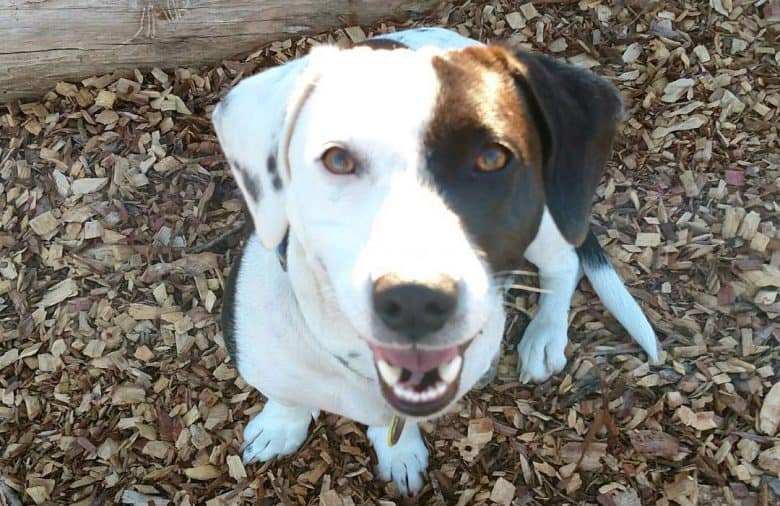 Basset Hound and Dalmatian mix