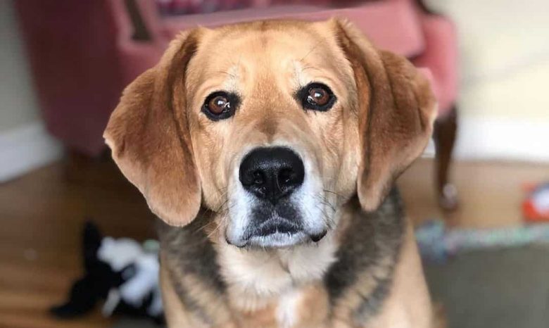 Basset Hound and German Shepherd mix
