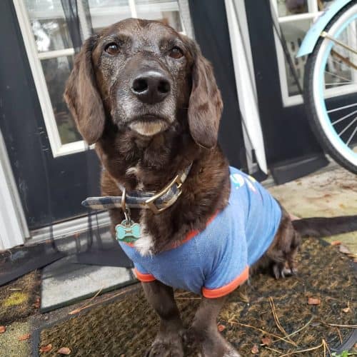 30 Basset Hound Mixes to Fall in Love with Right Now K9 