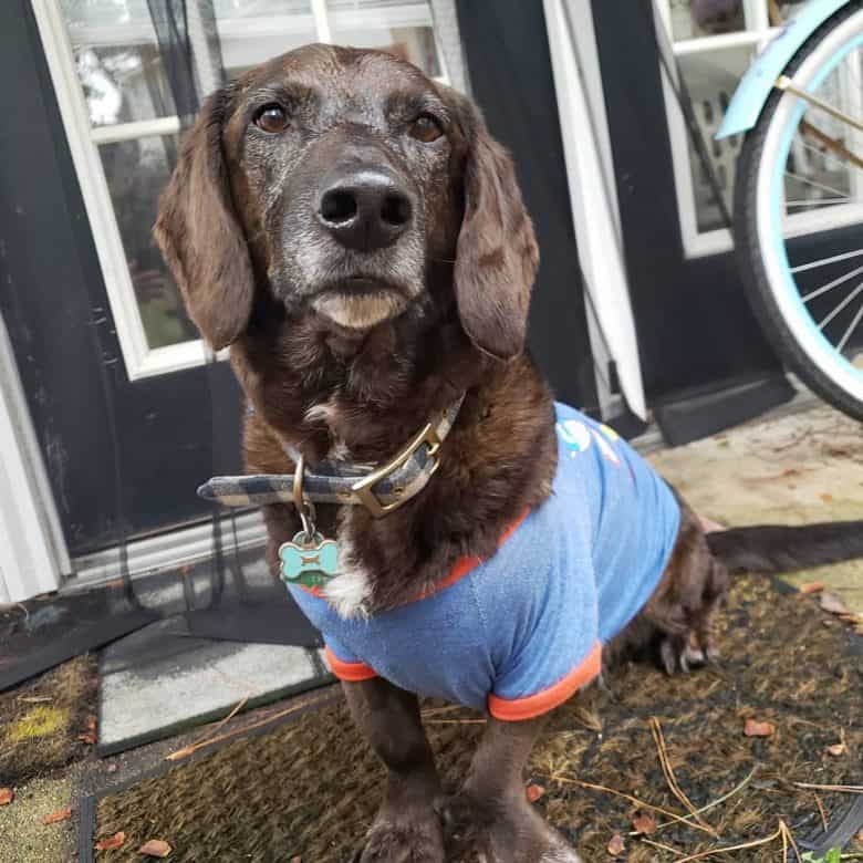 Basset Hound and Labrador Retriever mix