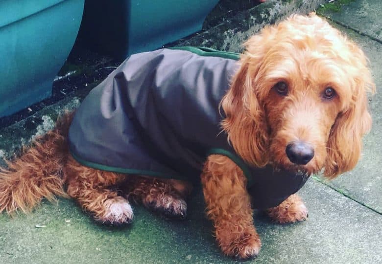 Basset Hound and Poodle mix