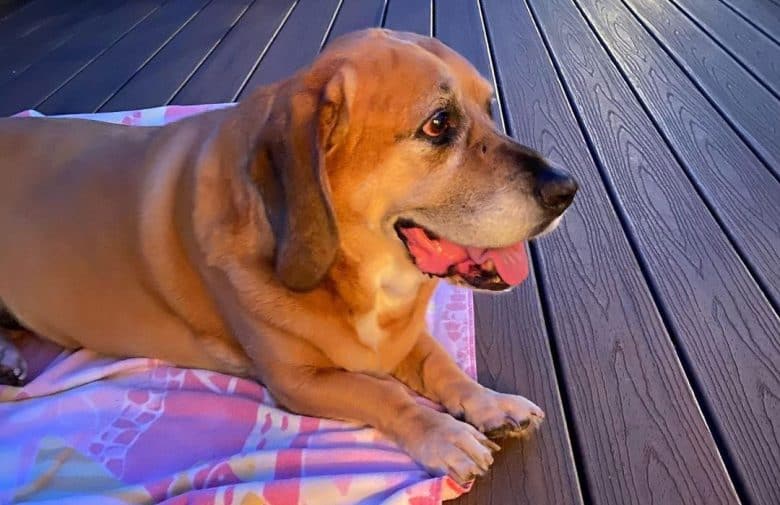 Basset Hound and Pug mix