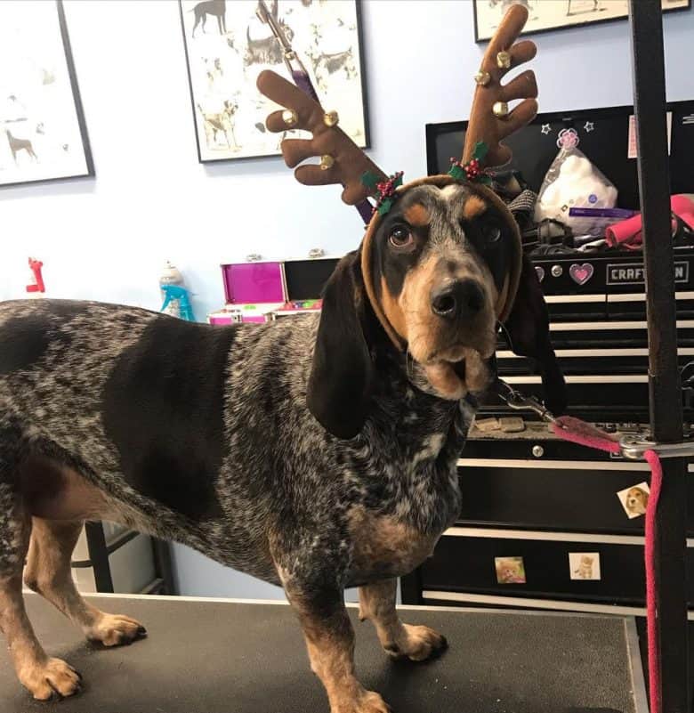 Basset Hound and Bluetick Coonhound mix