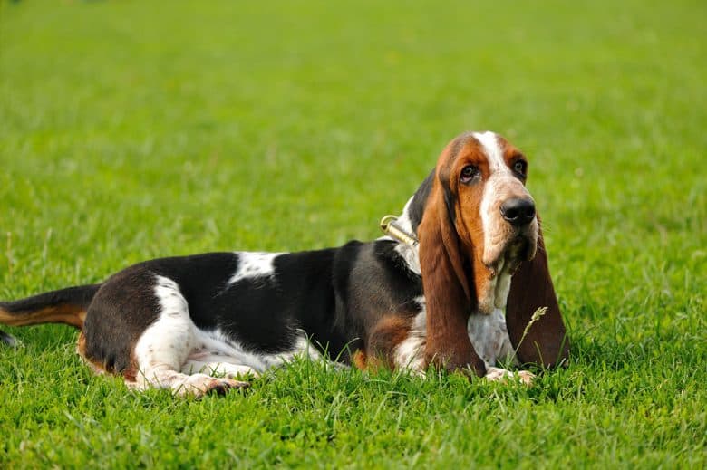 Basset Hound lying outside