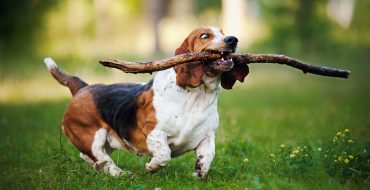 low-key love: have you heard of the loyal basset hound