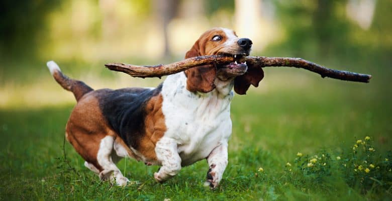 Basset Hound running with stick