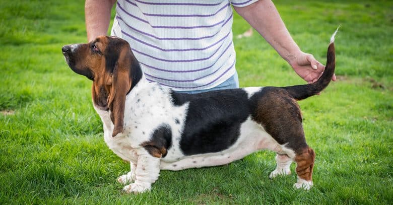 Basset Hound side view pose