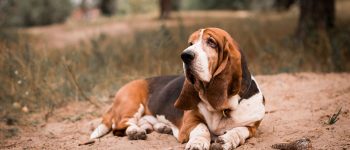 Basset Hound sits on the ground