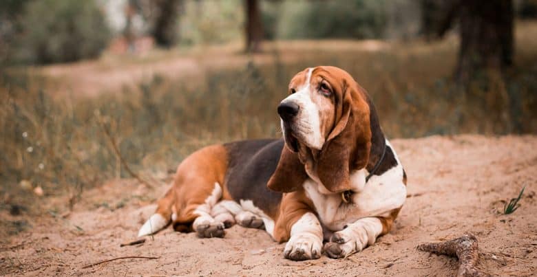 Basset Hound sits on the ground