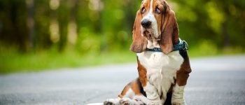 Basset Hound sitting on the road