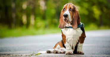 Basset Hound sitting on the road