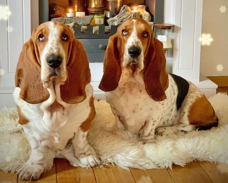 Basset Hounds waiting for food