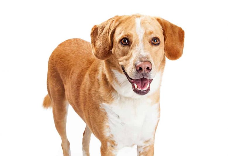 Portrait of a Beagador mix dog