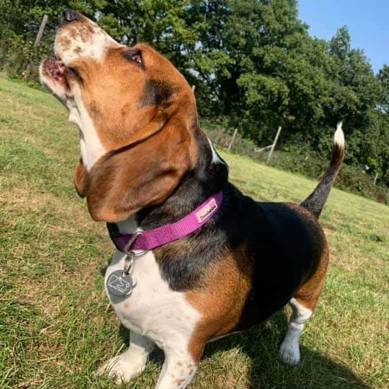 Basset Hound Beagle mix barking in the field