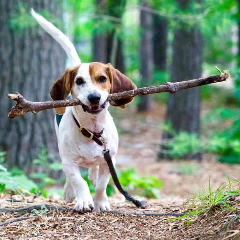 Is the delightful Beagle Basset Hound mix a good family dog? K9 