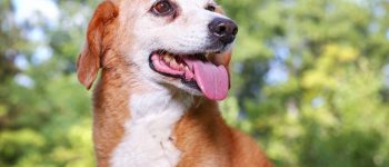 Beagle Basset Hound mix portrait