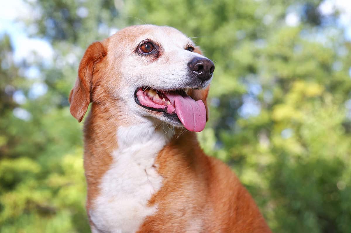 Is the delightful Beagle Basset Hound mix a good family dog? K9 