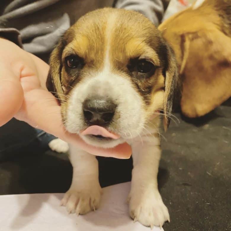 Beagle Basset Hound mix puppy