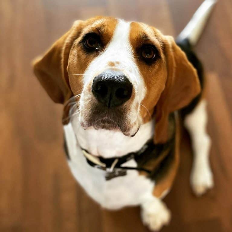 Is the delightful Beagle Basset Hound mix a good family dog? K9 