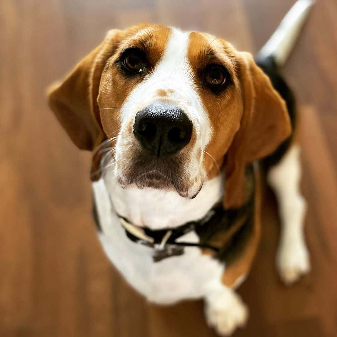 Is the delightful Beagle Basset Hound mix a good family dog? K9 