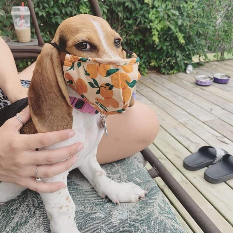 Beagle Basset Hound mix wearing mask