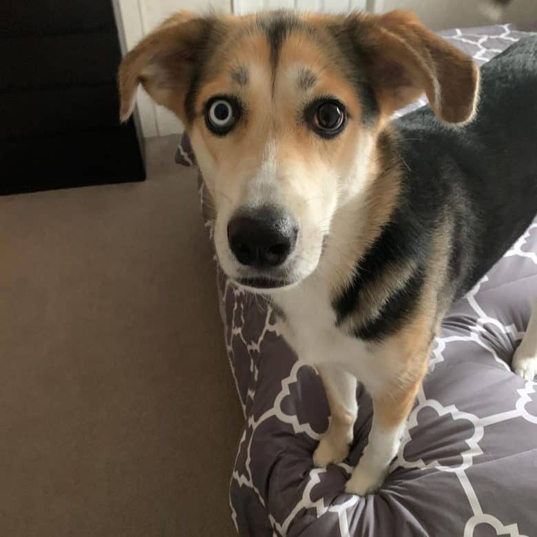 Beagle Husky mix