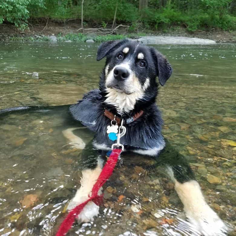 Bernese Mountain Dog Husky mix