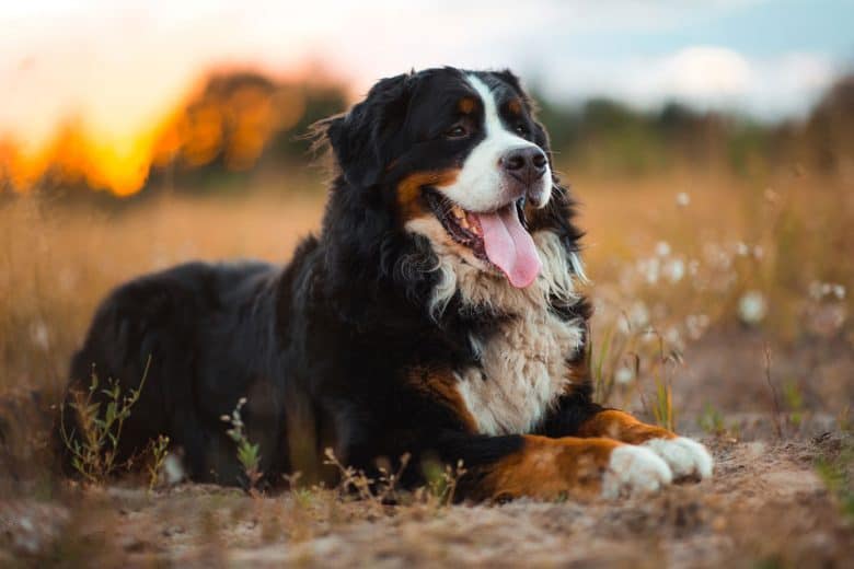 Happy Bernese Mountain dog