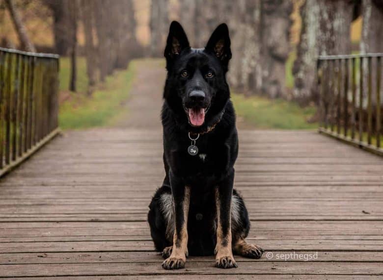 Bicolor German Shepherd