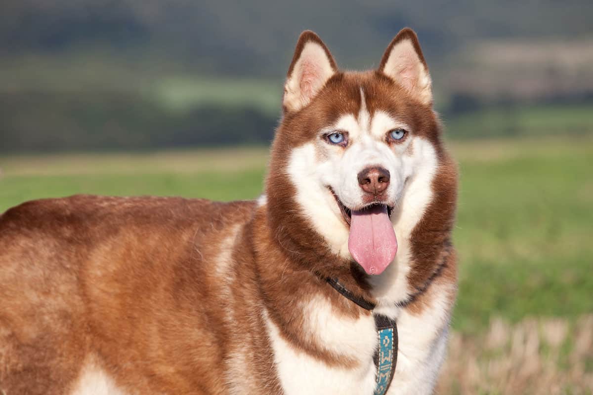 Siberian Husky Coat
 Husky Colors The Standard & Rare Siberian Husky Coat Colors K9 Web