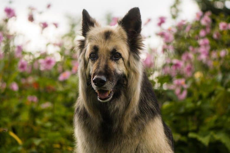 Black and Cream German Shepherd