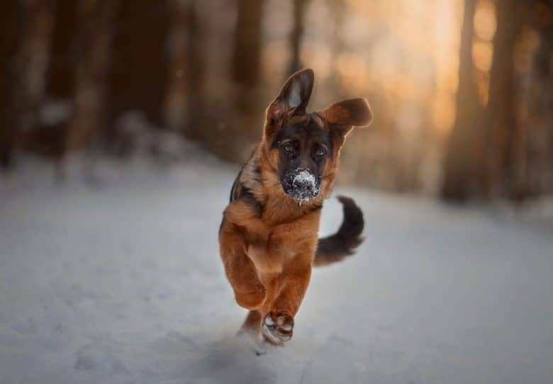 Black and Red German Shepherd playing in the snow