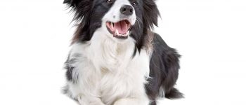 Black and white Border Collie dog