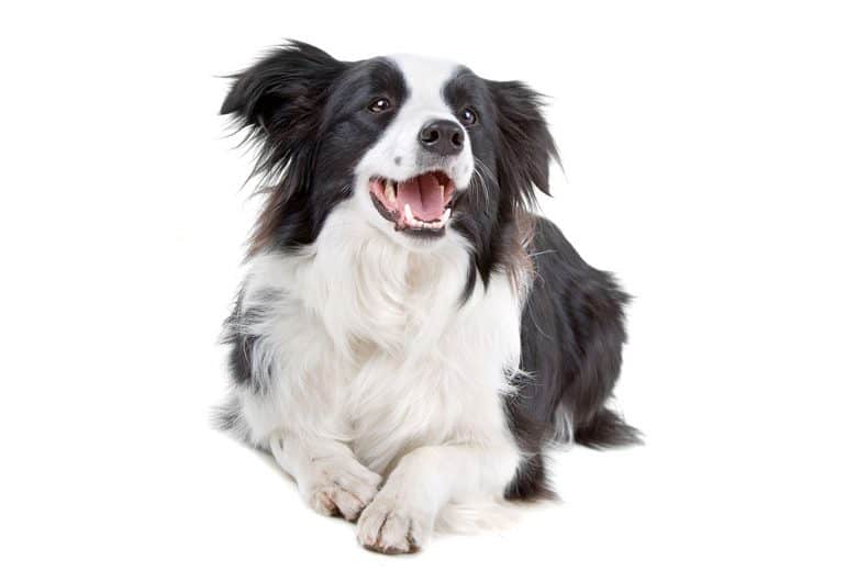 Black and white Border Collie dog