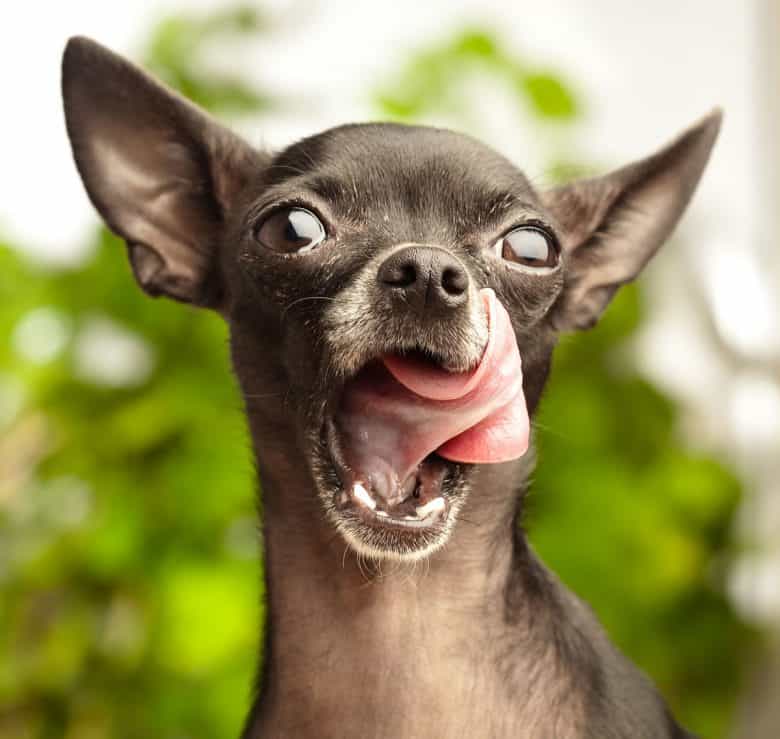 Black Chihuahua portrait