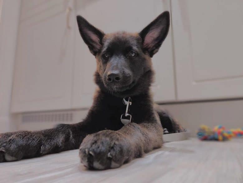 Black German Shepherd Malamute mix