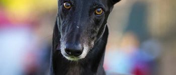 Black Greyhound portrait