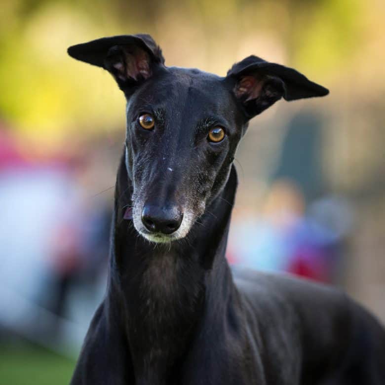 Black Greyhound portrait