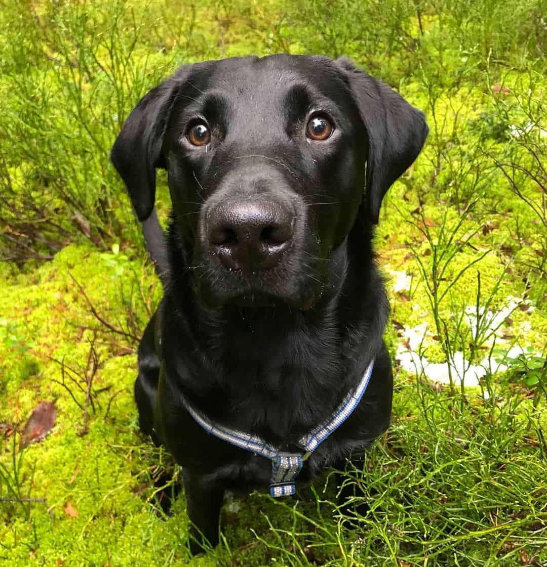 Do Black Labs Make the Best Hunters? K9 Web