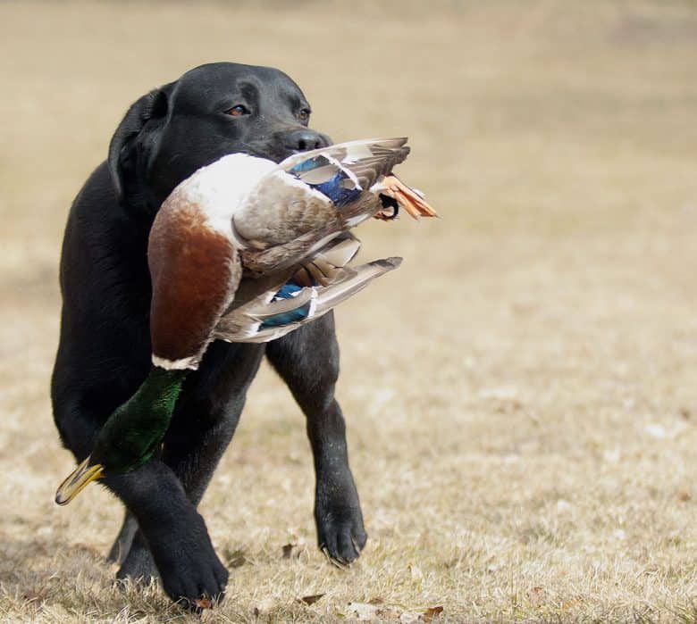 Black Labrador hunting Mallard