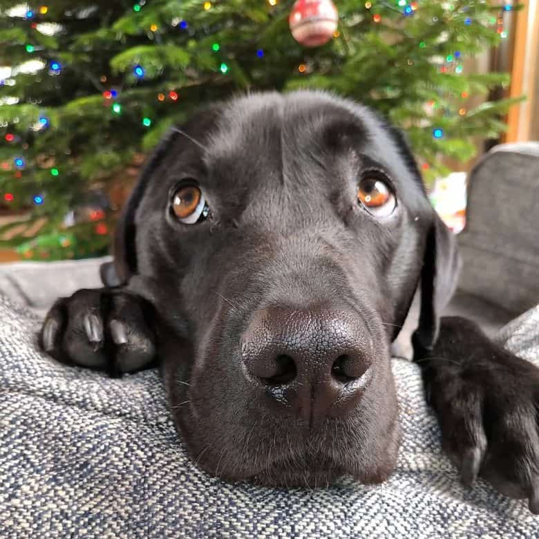 Black Labrador lying on the couch