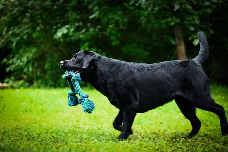 Black Labrador Retriever playing in the park