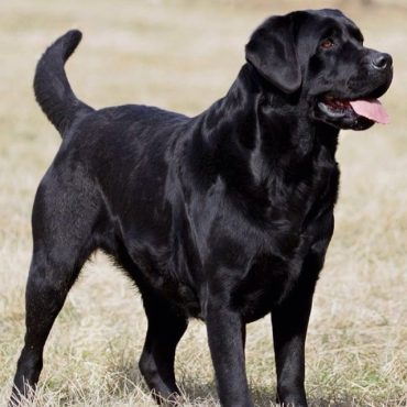 Black Labrador Retriever portrait