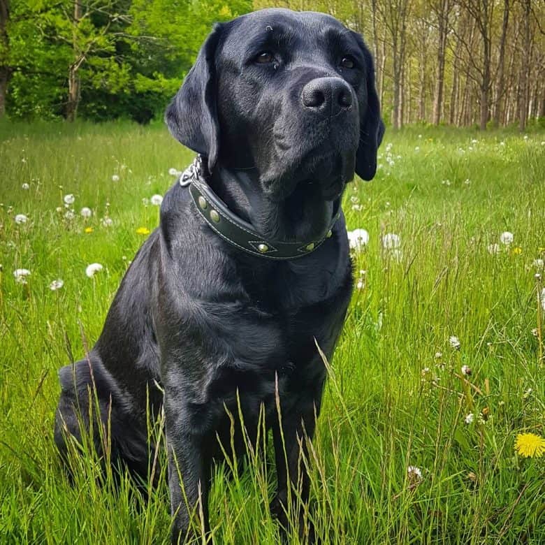 Black Labrador Retriever in the meadow