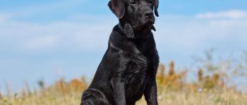 Black Labrador Retriever sitting on the grass