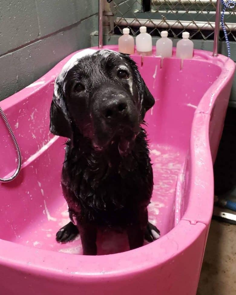 Black Lab taking a bath