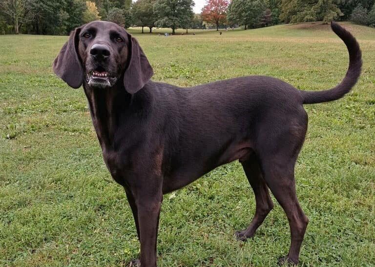 Labloodhound mix dog standing on the field