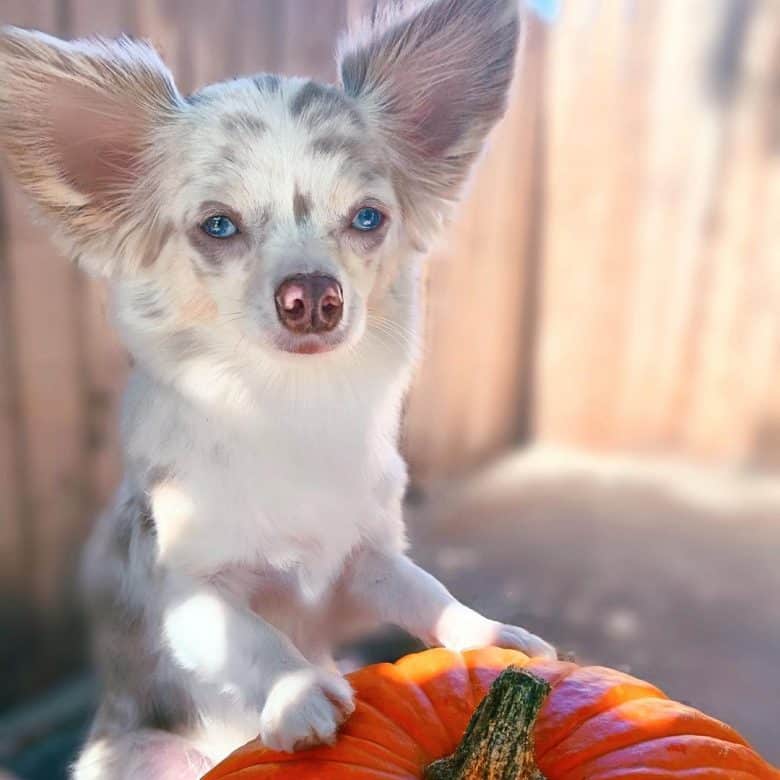 Blue eyed Chihuahua