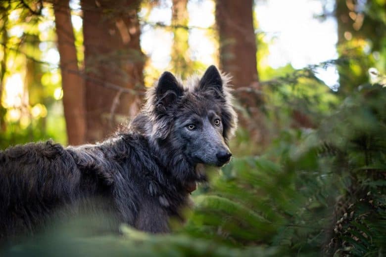 Blue German Shepherd in the woods